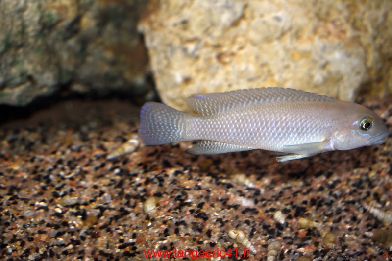 Neolamprologus cf. petricola 'Congo North' Muzimu